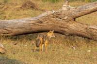 _india_18nov2023_pench162_small.jpg