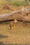 _india_18nov2023_pench163_small.jpg