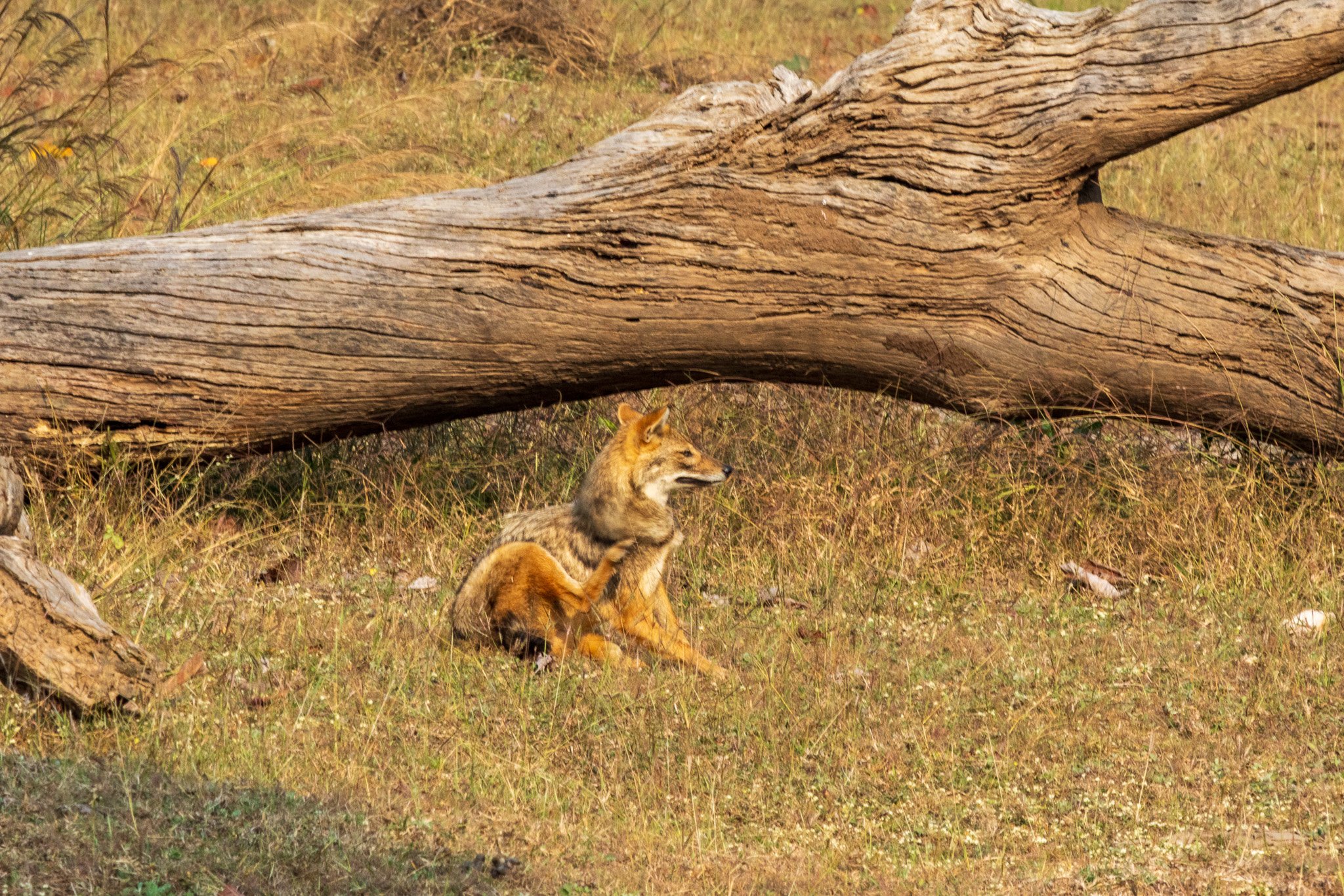 _india_18nov2023_pench165.jpg