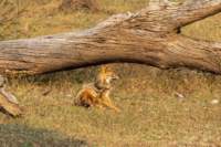 _india_18nov2023_pench165_small.jpg