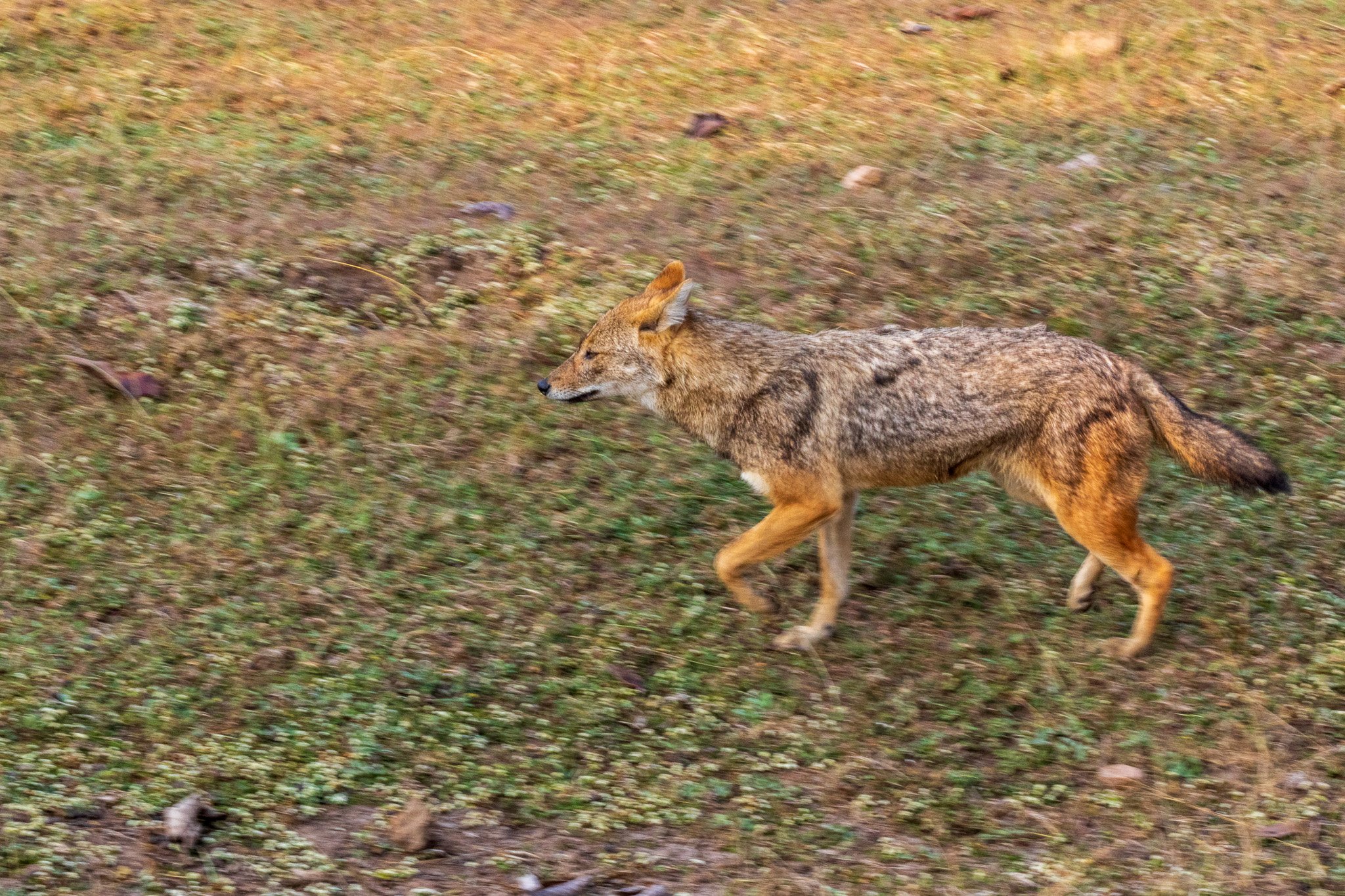 _india_18nov2023_pench167.jpg