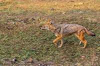 _india_18nov2023_pench167_small.jpg