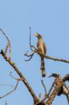 _india_18nov2023_pench168_small.jpg