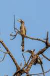 _india_18nov2023_pench169_small.jpg