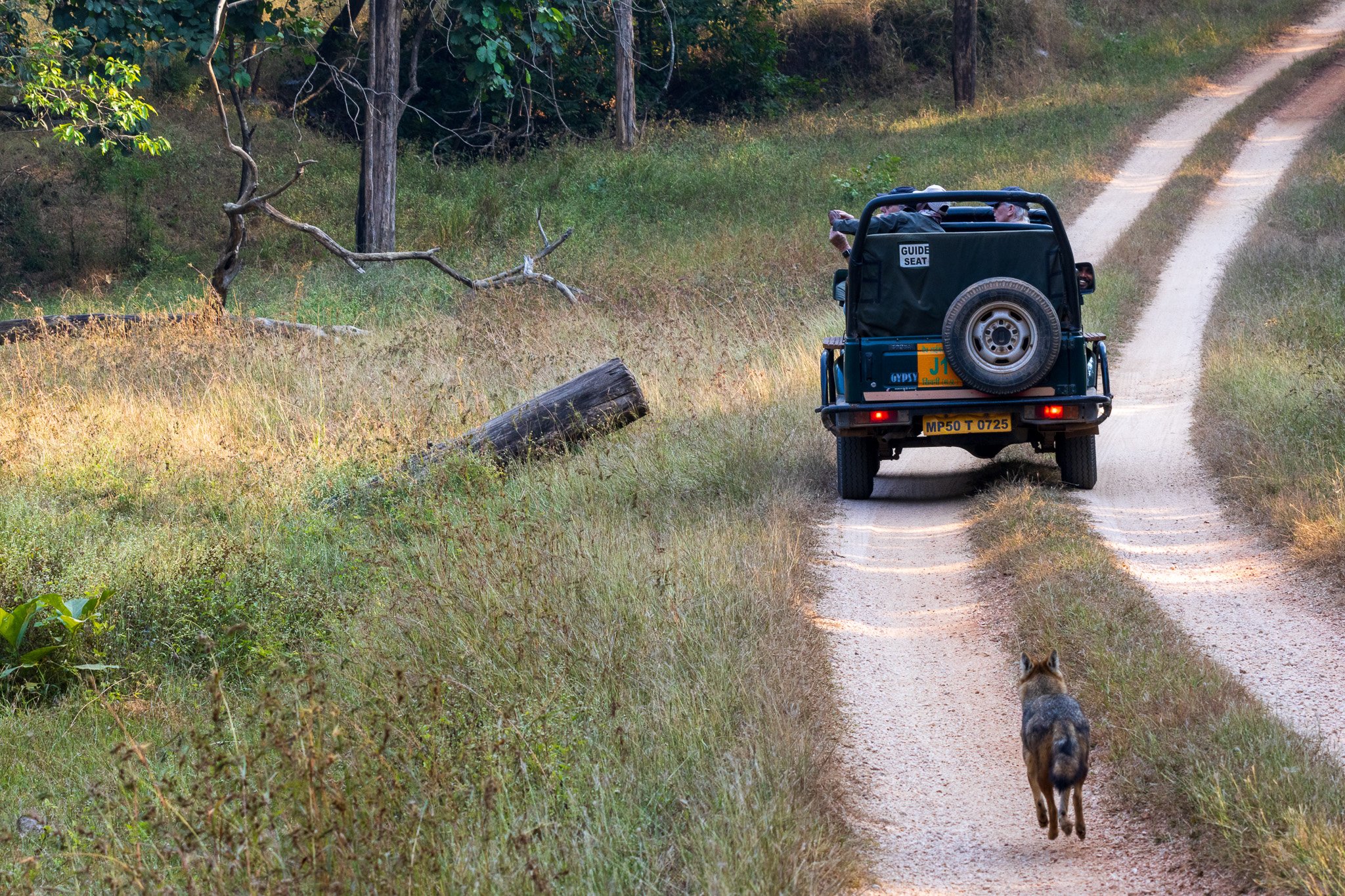 _india_18nov2023_pench17.jpg