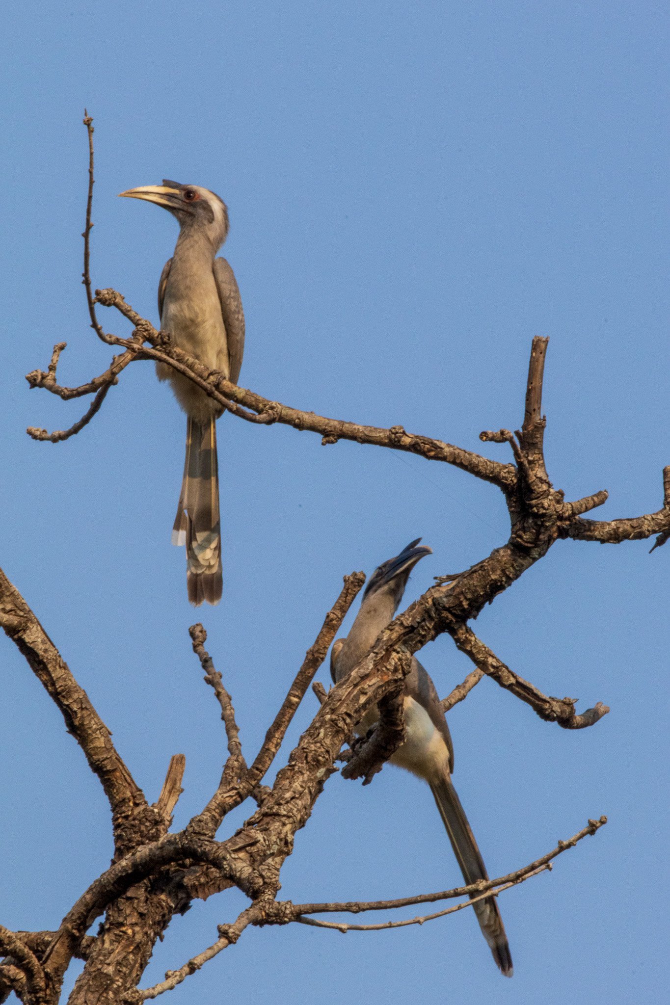 _india_18nov2023_pench170.jpg