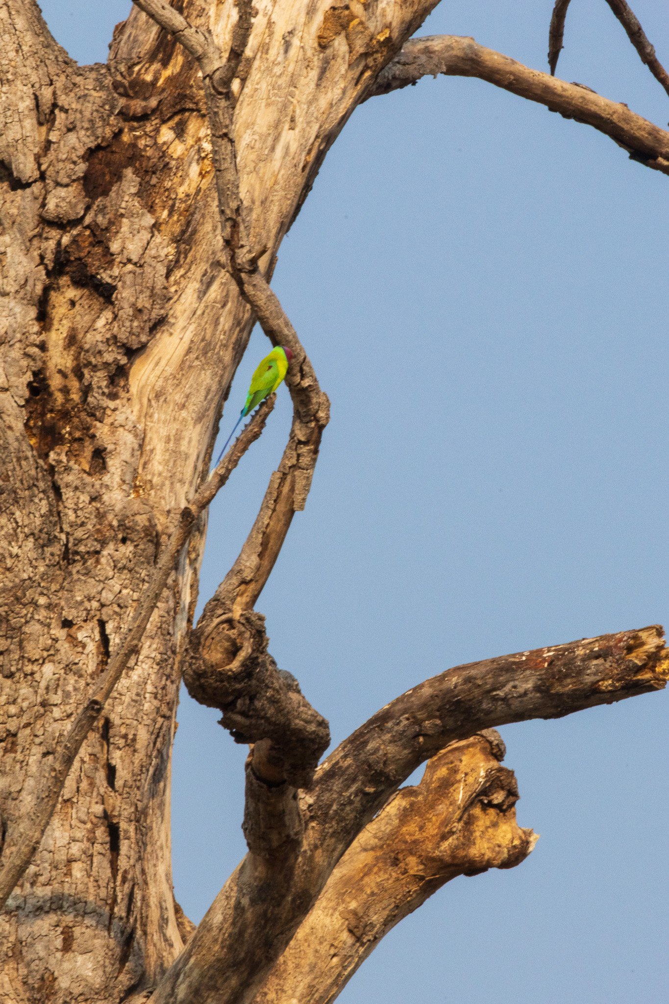 _india_18nov2023_pench172.jpg