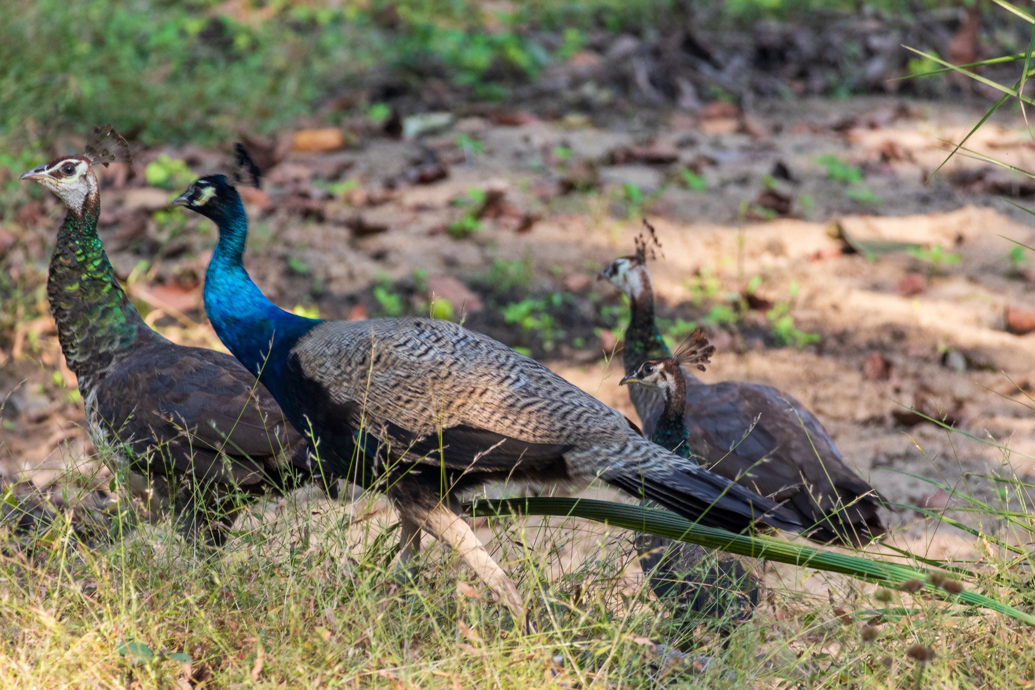 _india_18nov2023_pench174.jpg