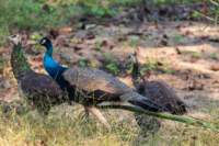 _india_18nov2023_pench174_small.jpg