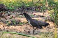 _india_18nov2023_pench175_small.jpg