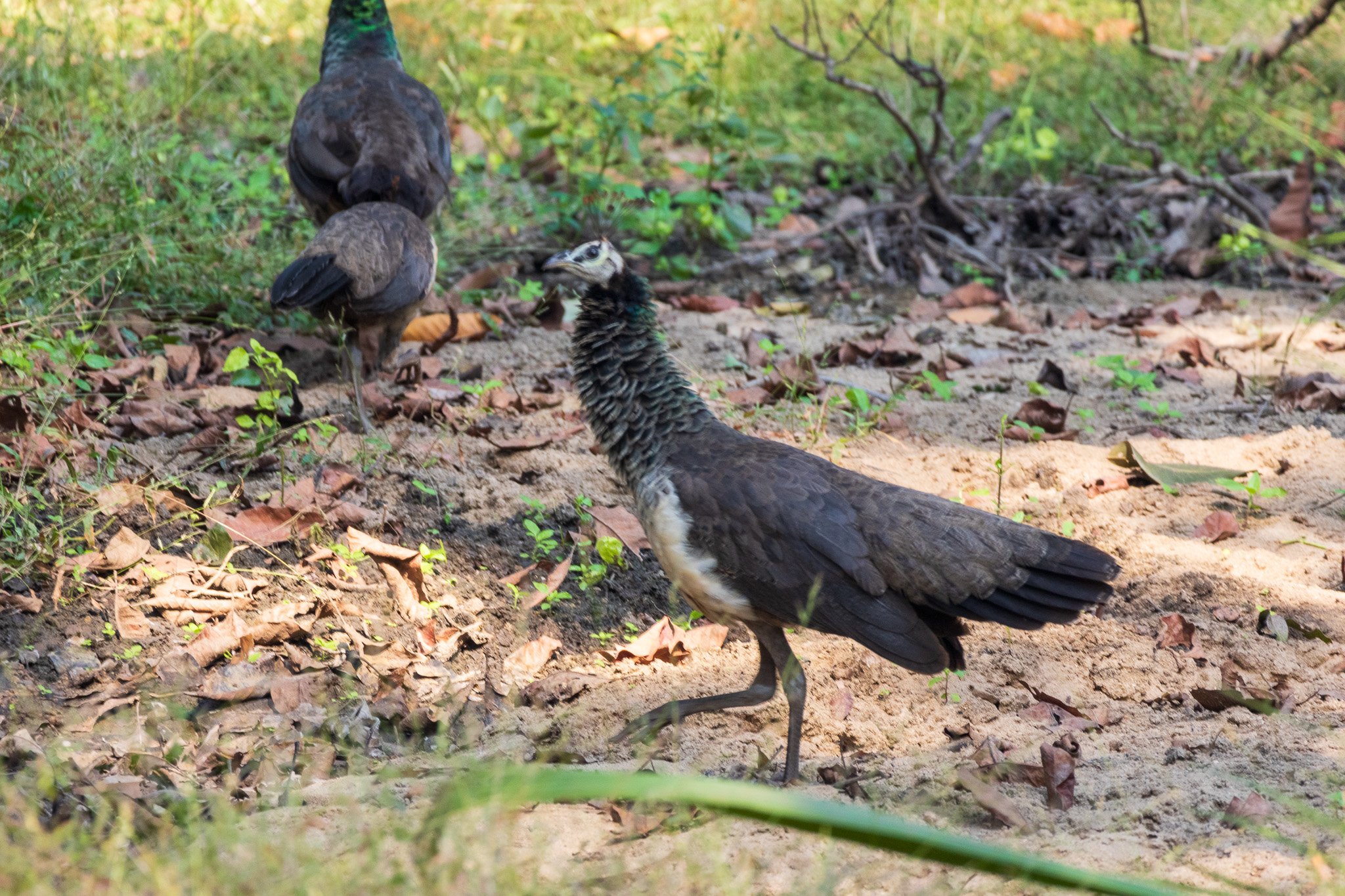 _india_18nov2023_pench176.jpg