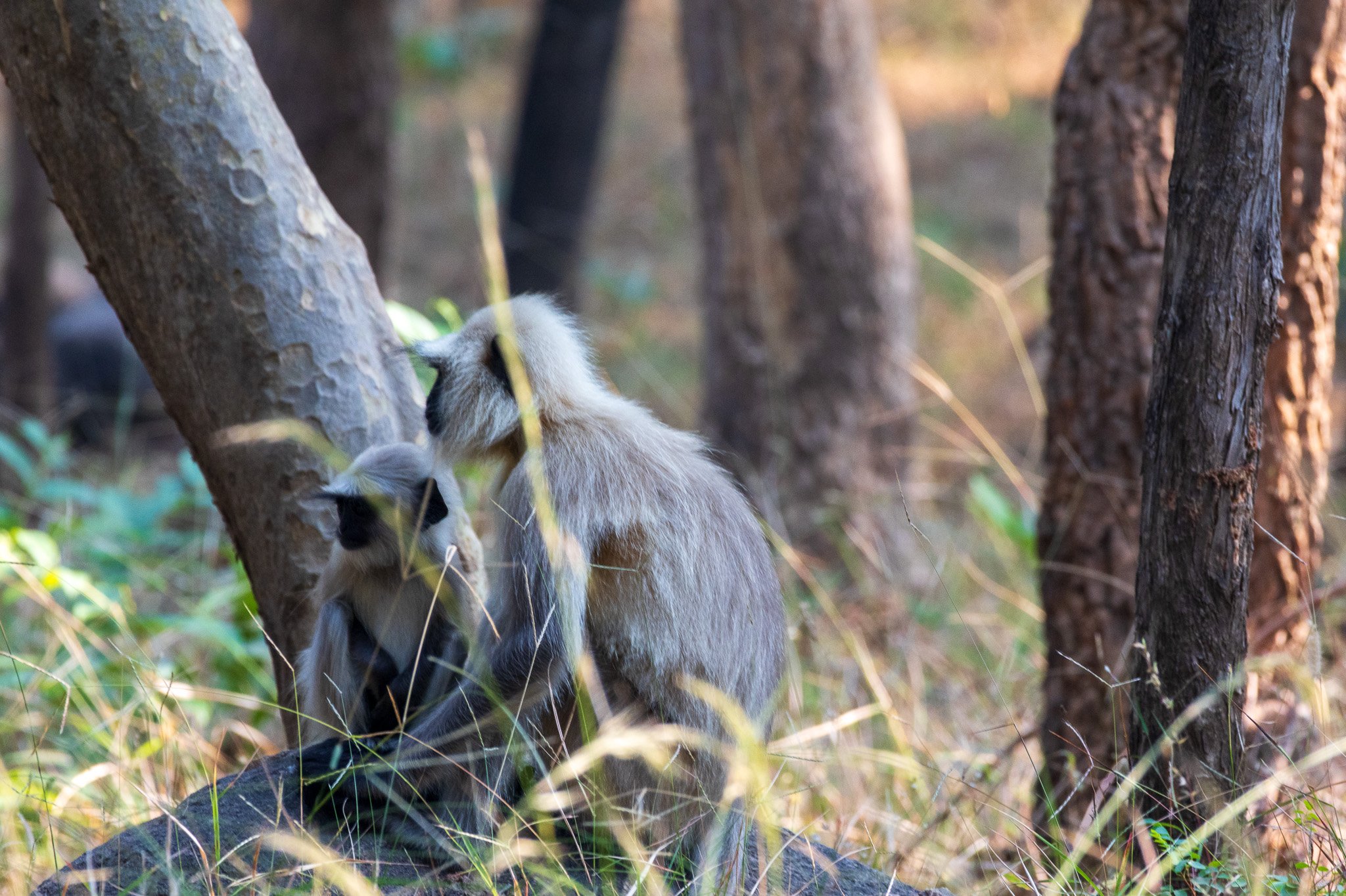 _india_18nov2023_pench177.jpg