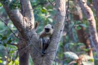 _india_18nov2023_pench178_small.jpg