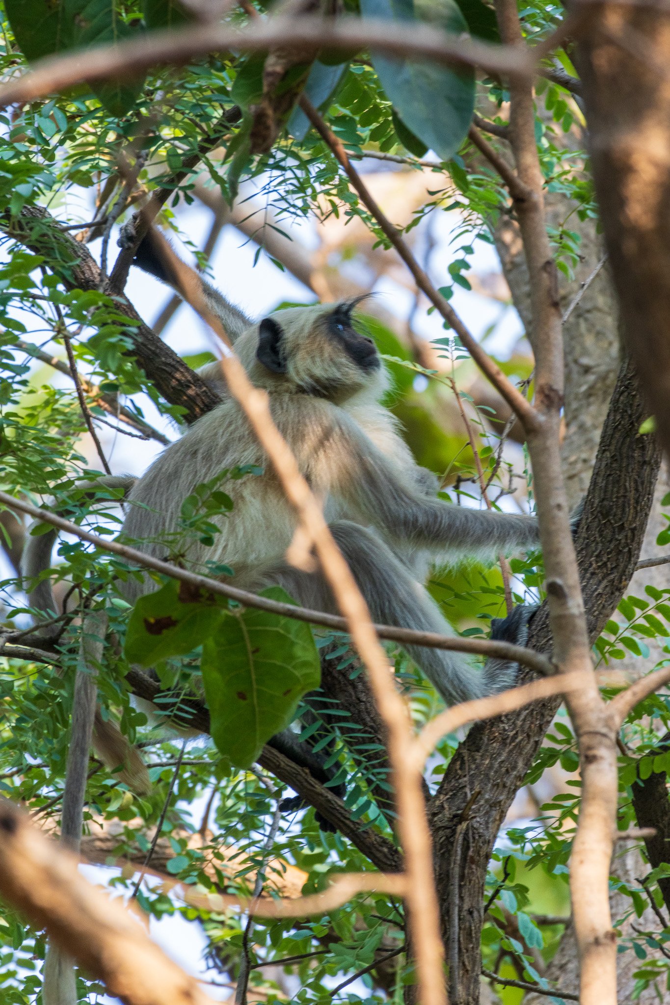 _india_18nov2023_pench179.jpg