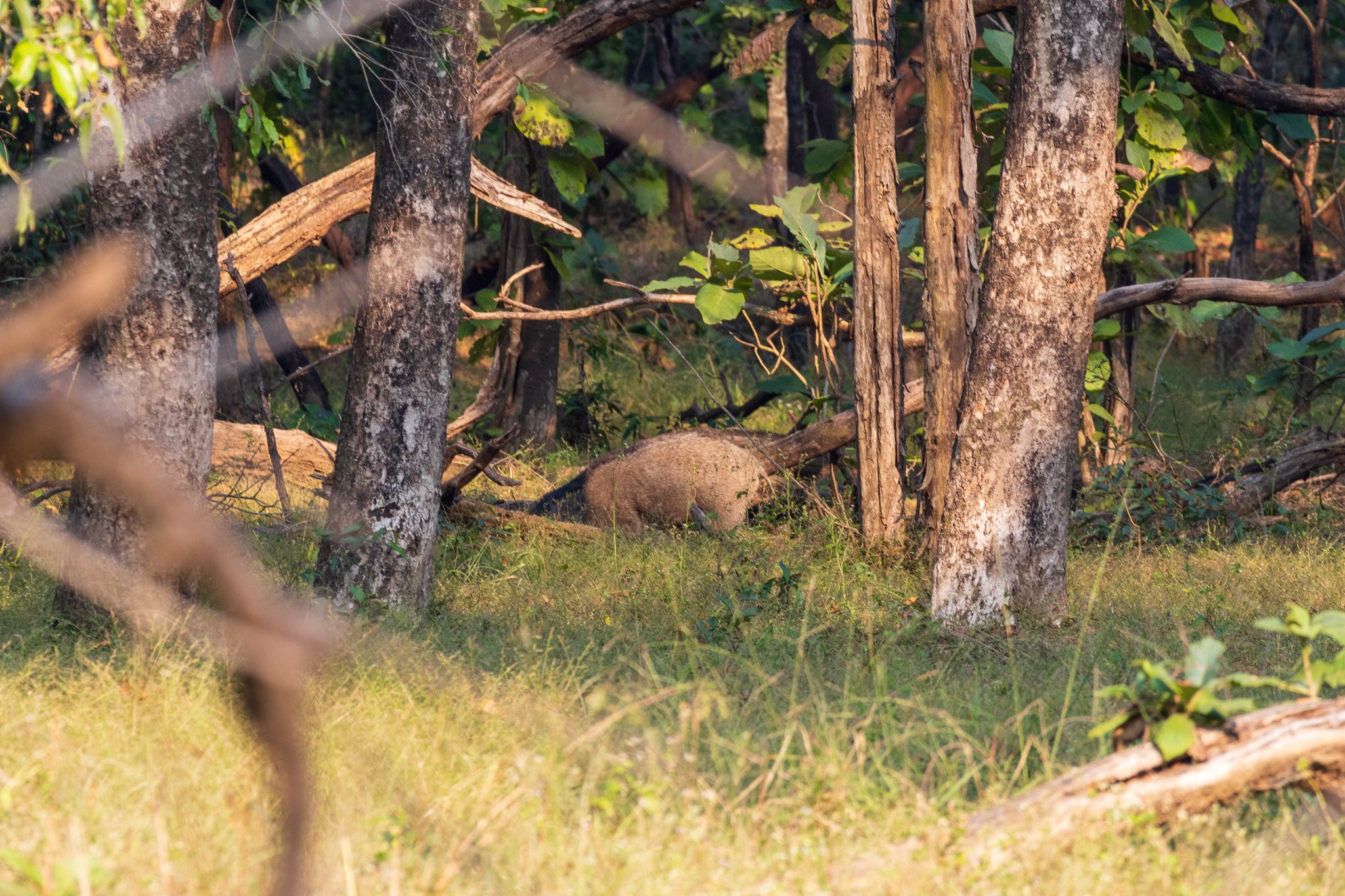 _india_18nov2023_pench18.jpg