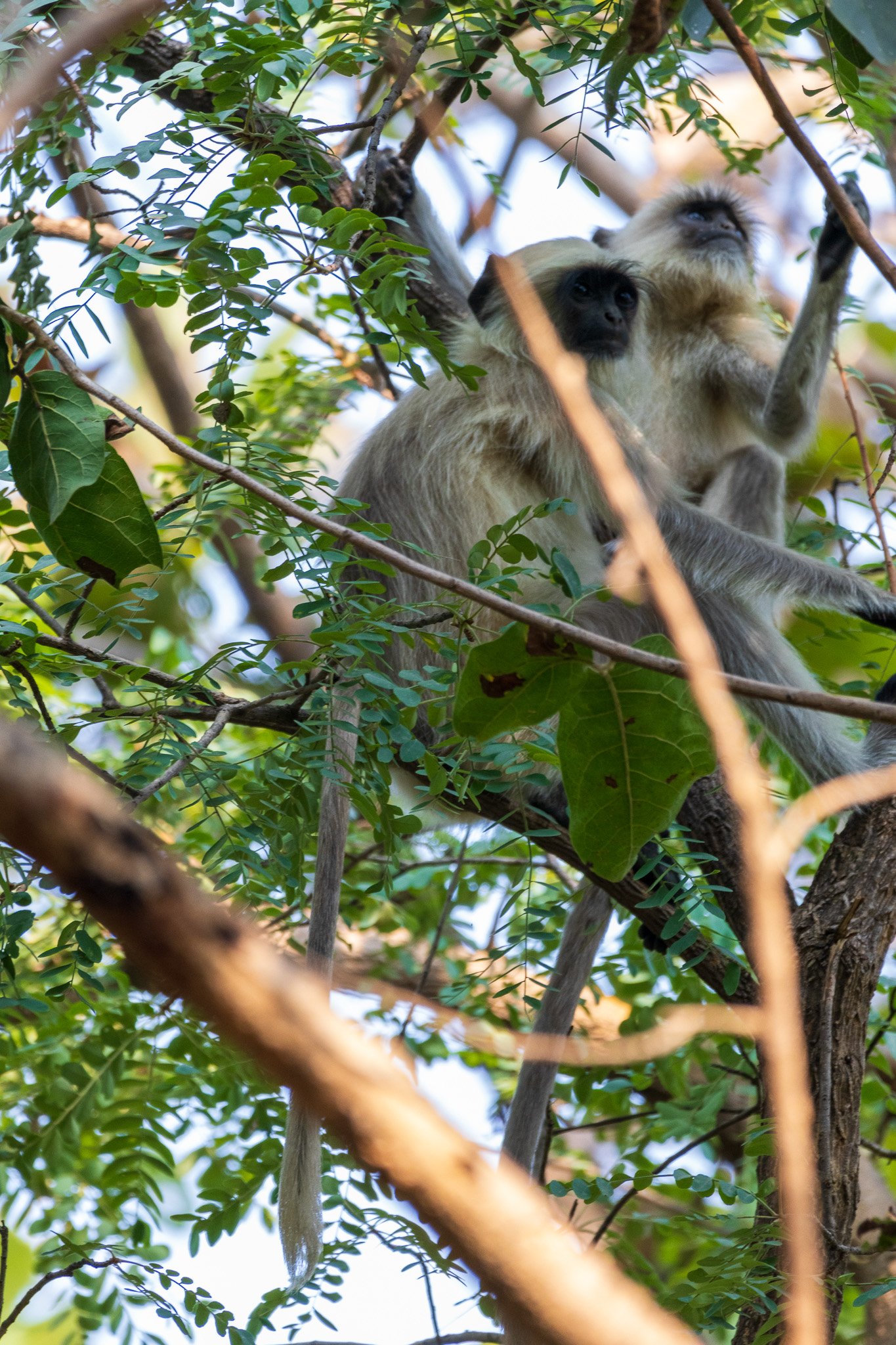 _india_18nov2023_pench181.jpg