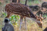 _india_18nov2023_pench184_small.jpg