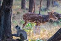 _india_18nov2023_pench185_small.jpg