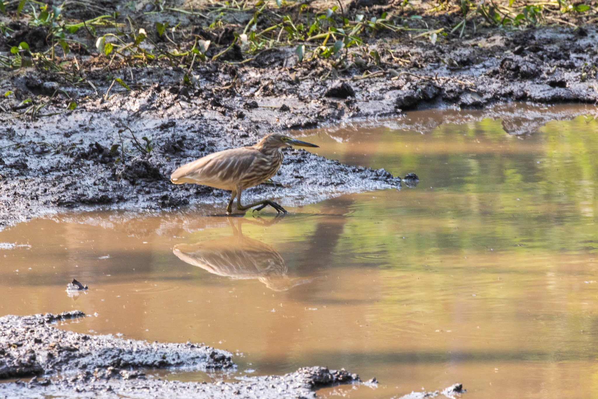 _india_18nov2023_pench186.jpg