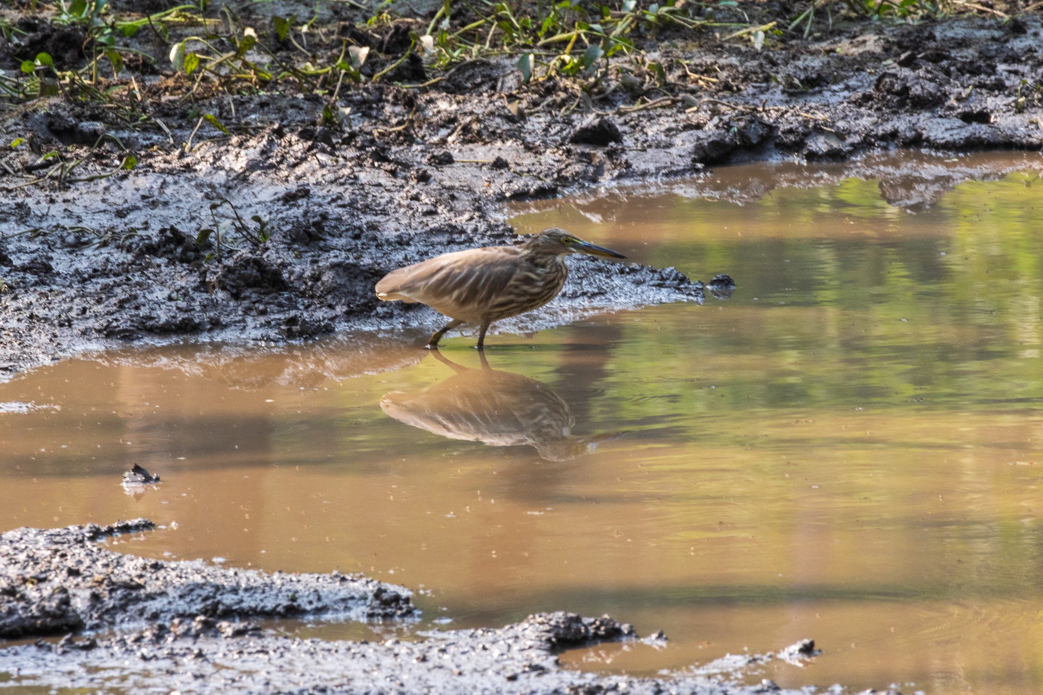 _india_18nov2023_pench187.jpg