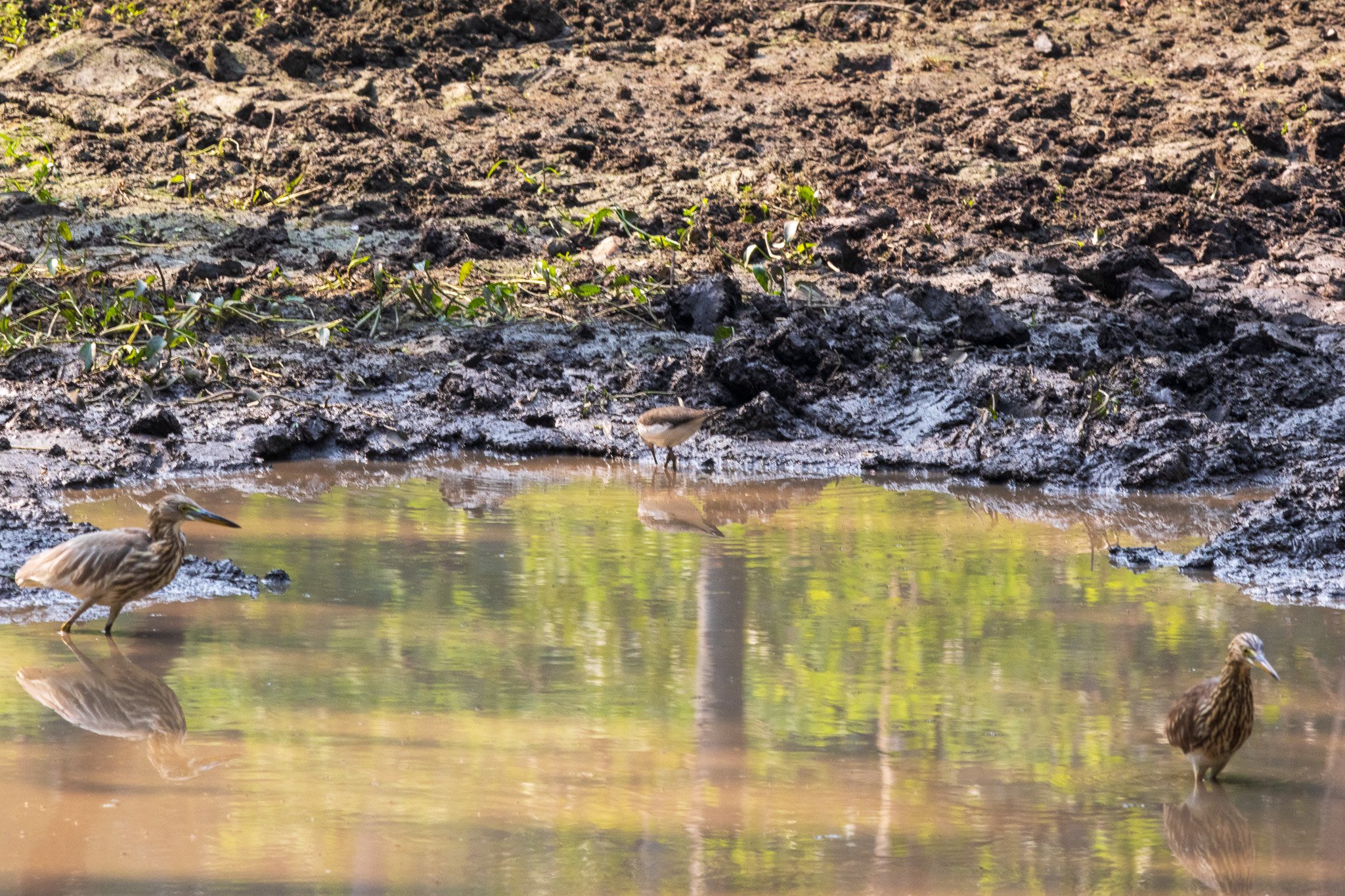 _india_18nov2023_pench191.jpg