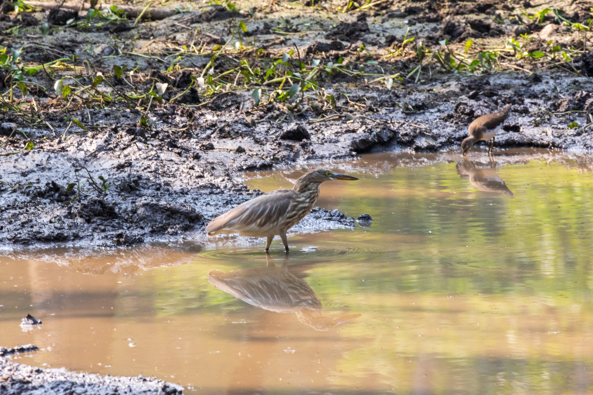 _india_18nov2023_pench192.jpg