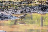 _india_18nov2023_pench194_small.jpg