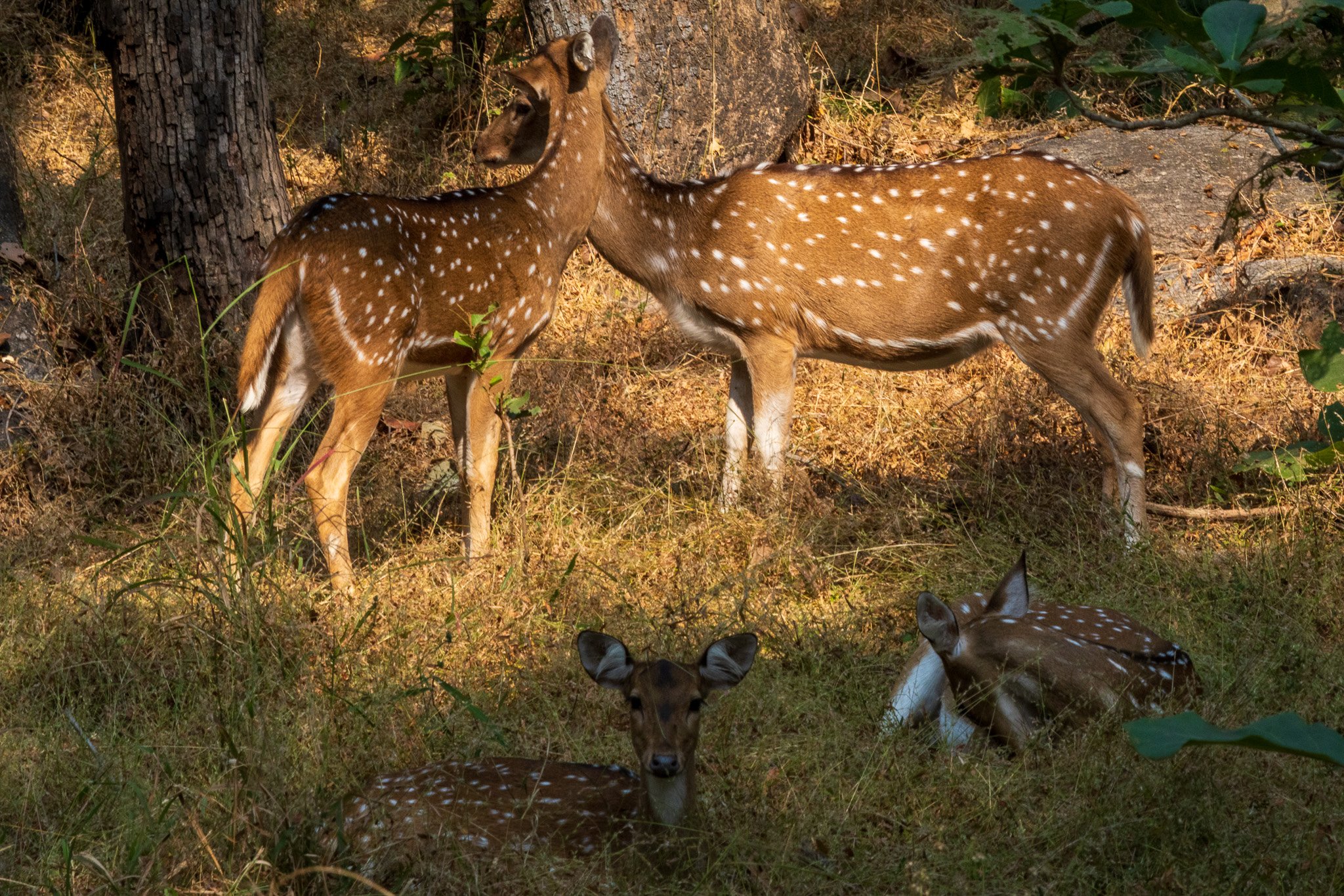 _india_18nov2023_pench197.jpg