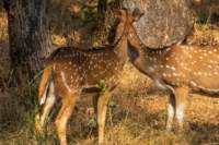 _india_18nov2023_pench198_small.jpg