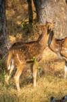 _india_18nov2023_pench199_small.jpg