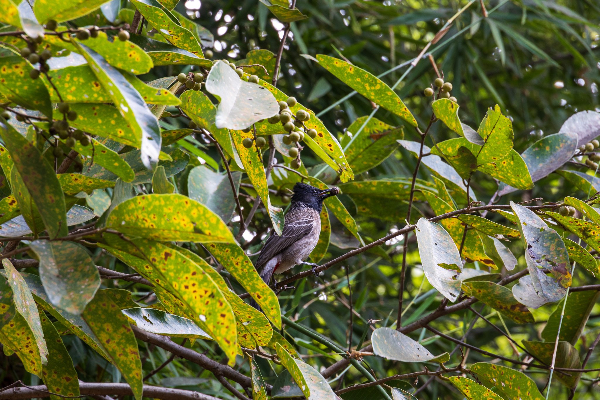 _india_18nov2023_pench2.jpg