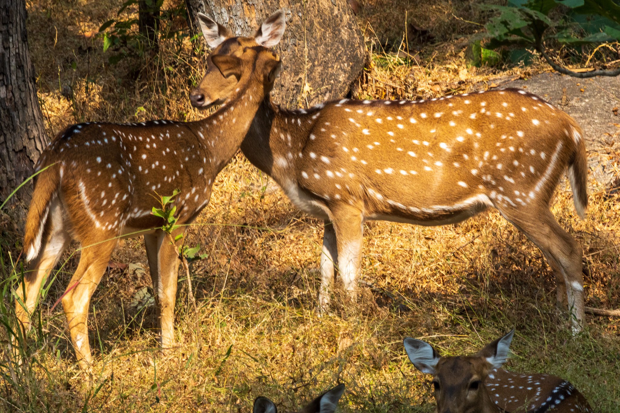 _india_18nov2023_pench200.jpg