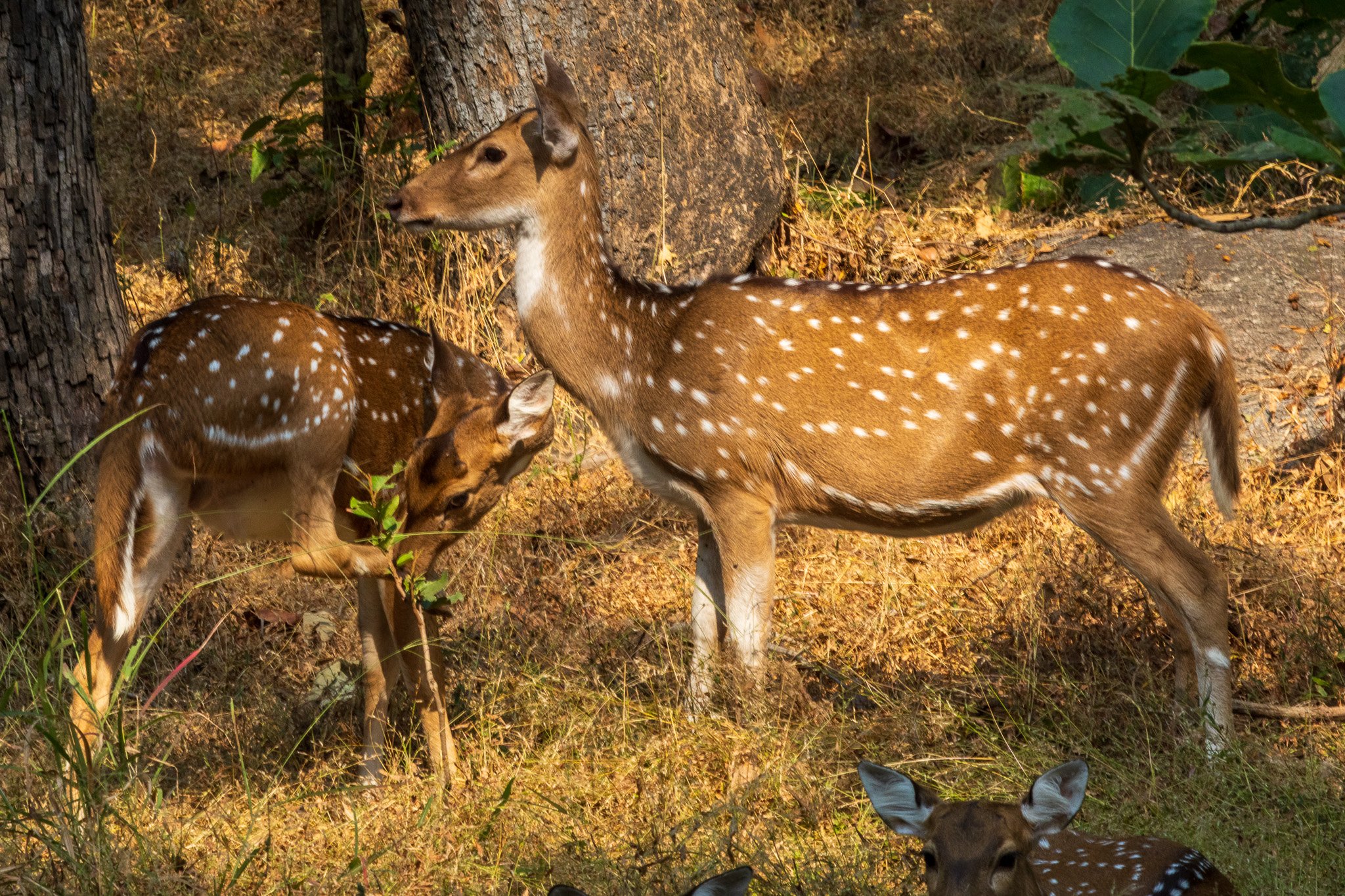 _india_18nov2023_pench201.jpg