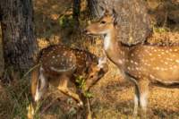 _india_18nov2023_pench202_small.jpg