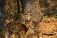 _india_18nov2023_pench203_small.jpg