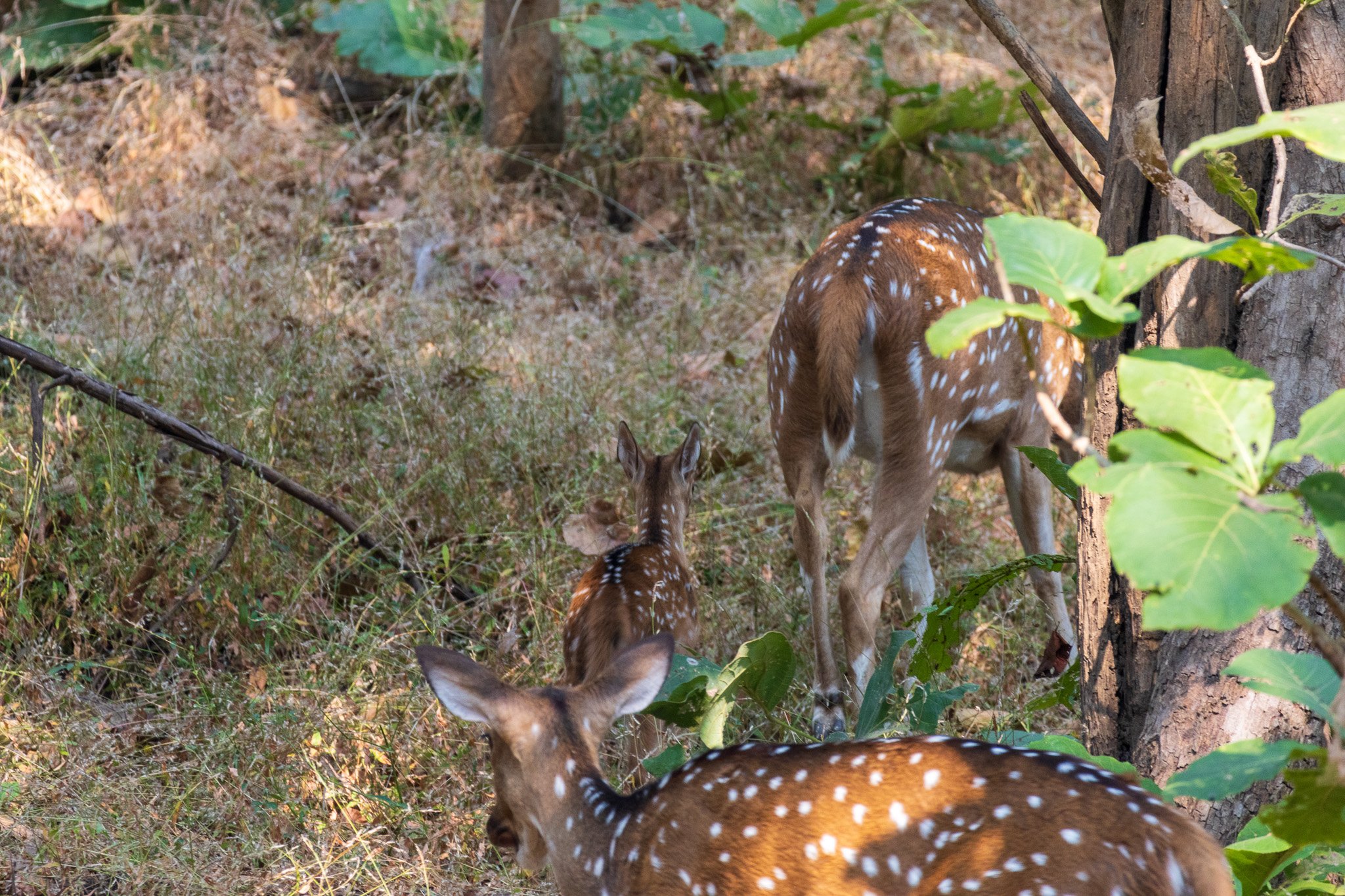 _india_18nov2023_pench204.jpg