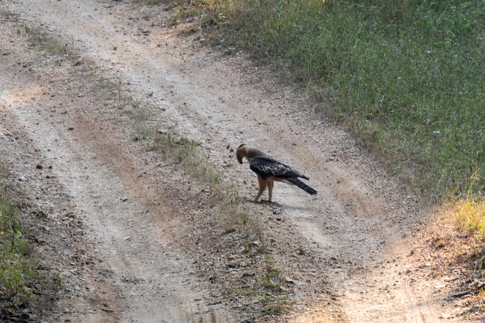 _india_18nov2023_pench21.jpg