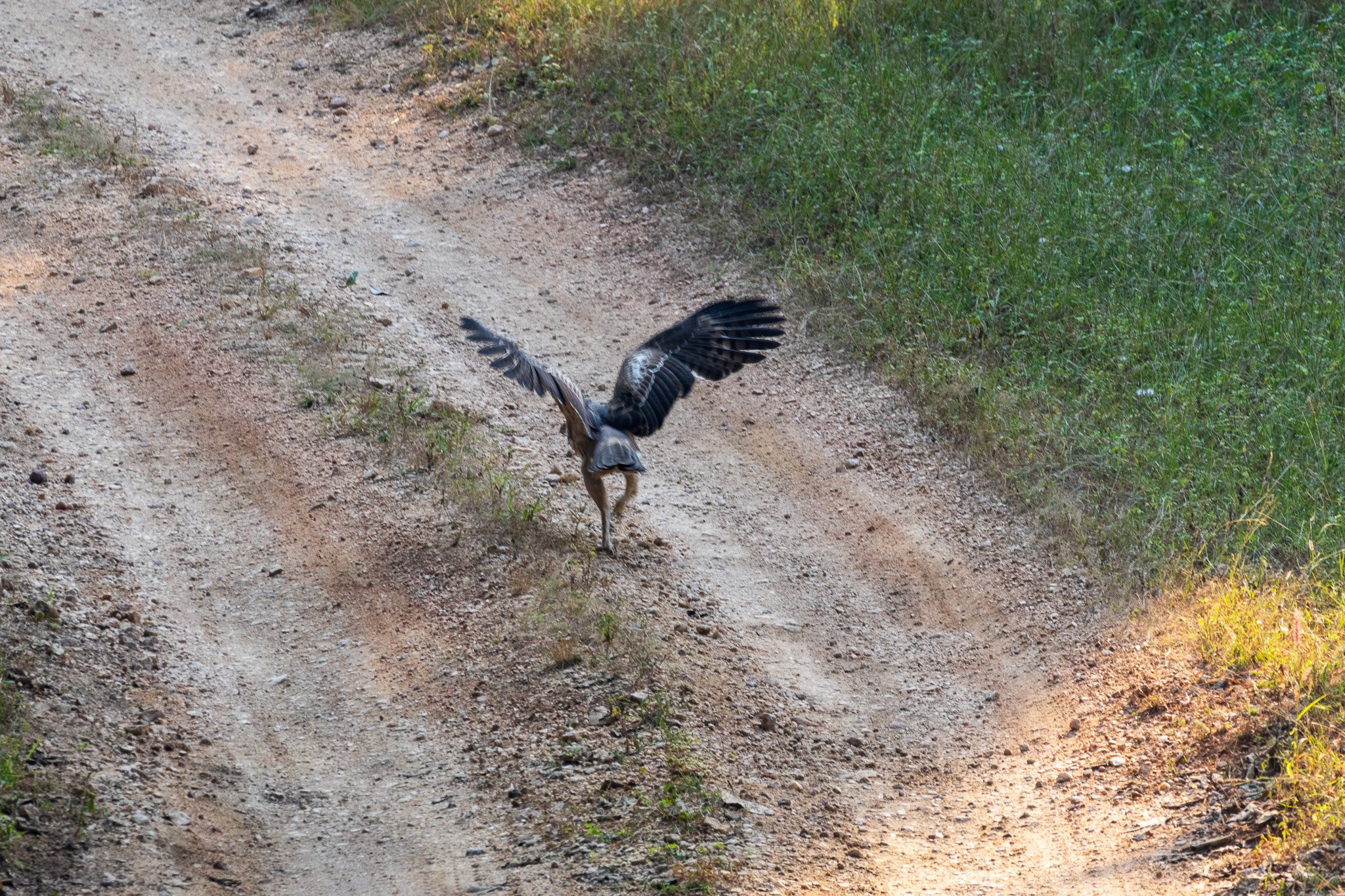 _india_18nov2023_pench22.jpg