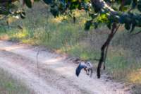 _india_18nov2023_pench24_small.jpg