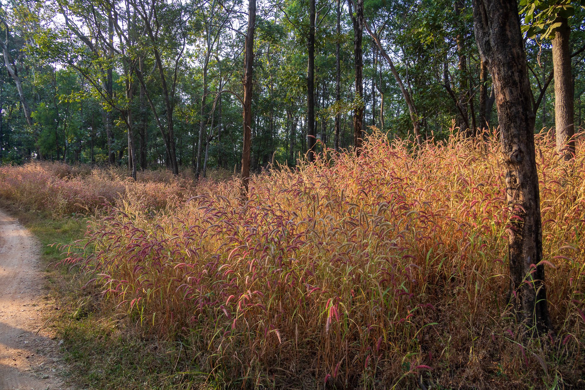 _india_18nov2023_pench25.jpg