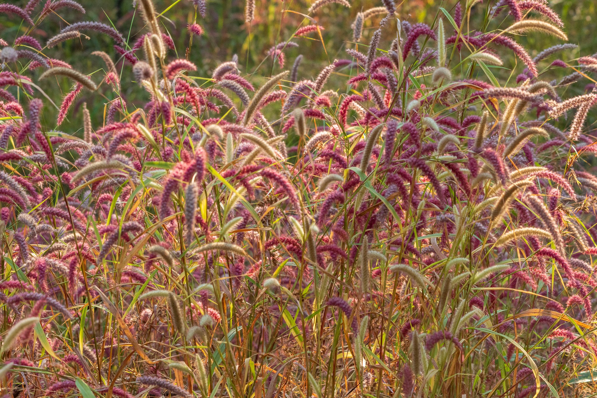 _india_18nov2023_pench26.jpg