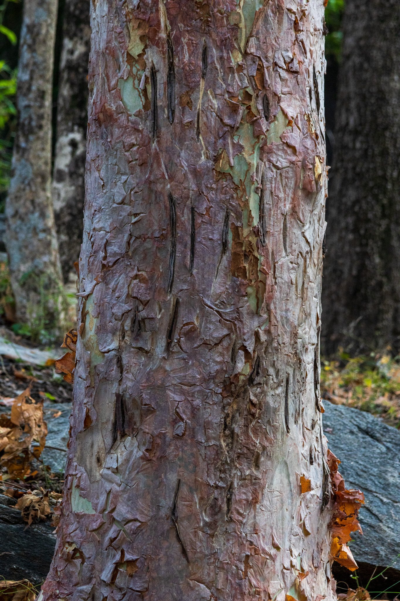 _india_18nov2023_pench29.jpg