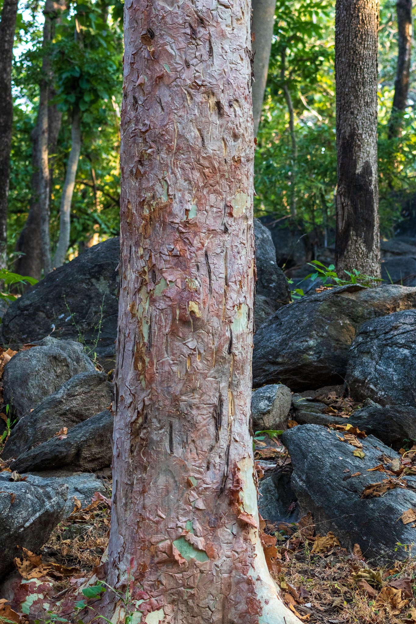 _india_18nov2023_pench30.jpg