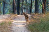 _india_18nov2023_pench31_small.jpg