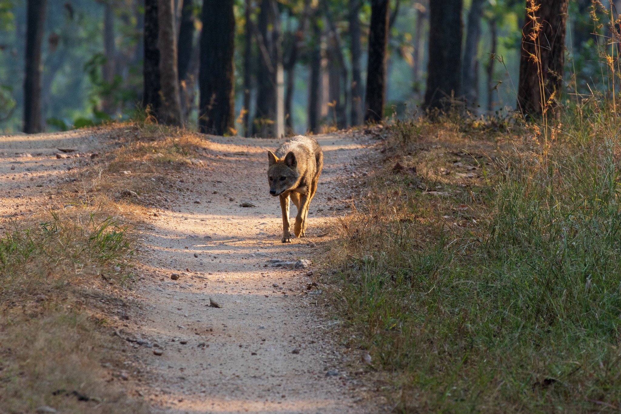 _india_18nov2023_pench32.jpg