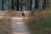 _india_18nov2023_pench32_small.jpg