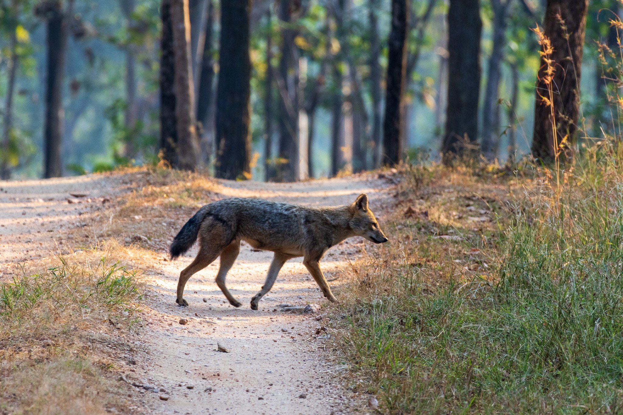 _india_18nov2023_pench35.jpg