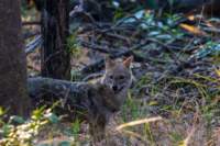 _india_18nov2023_pench37_small.jpg