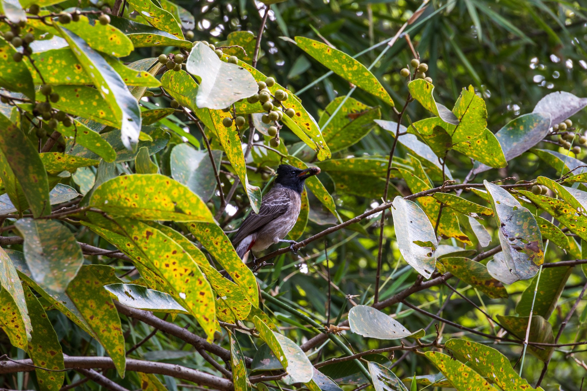 _india_18nov2023_pench4.jpg