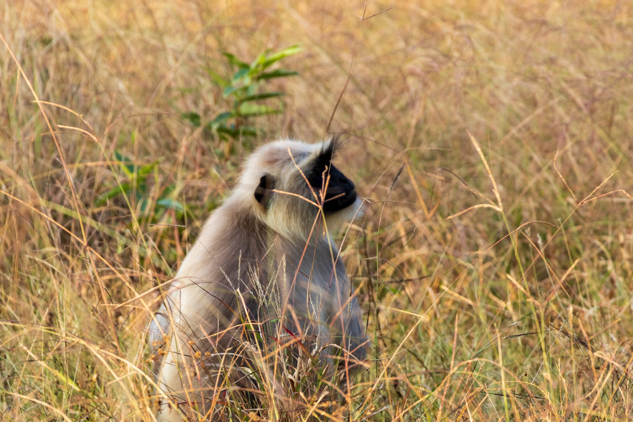 _india_18nov2023_pench43.jpg